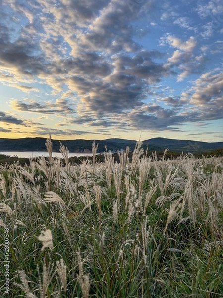 Fototapeta Scenic coastal landscape at golden sunset with dramatic sky, wispy clouds and swaying silver grass in the foreground