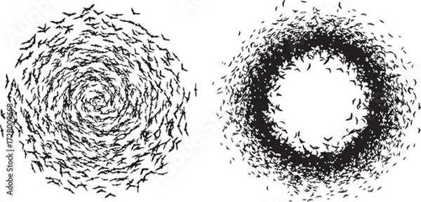 Fototapeta Two Swarms of Flying Bat Silhouettes in Spiral and Circular Formations on a White Background