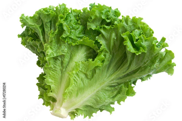 Obraz crisp lettuce