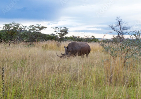 Fototapeta Rhino