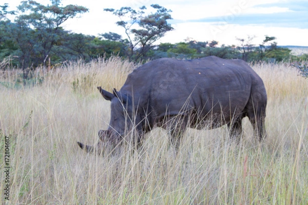 Fototapeta Rhino
