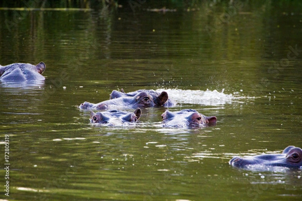 Obraz Hippo
