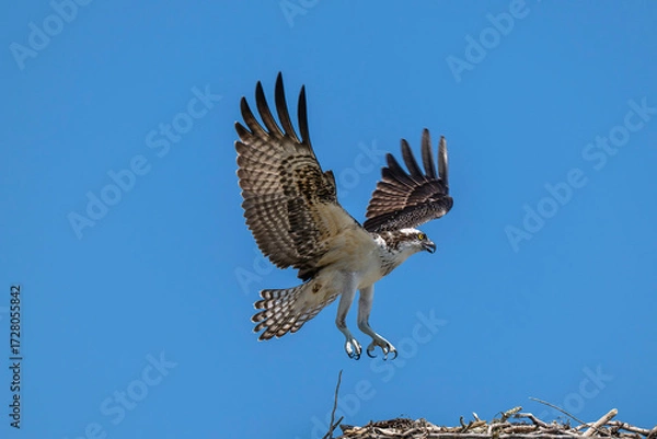 Fototapeta Osprey landing on it's nest
