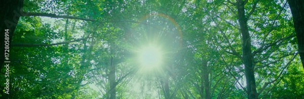 Obraz 緑の森　太陽光