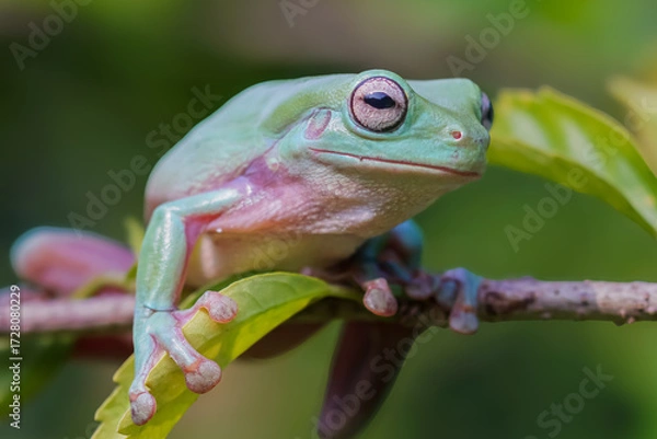 Fototapeta green tree frog