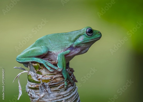 Fototapeta green frog on a leaf