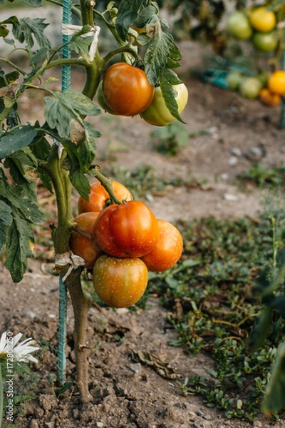 Fototapeta Growing tomatoes  ready for picking