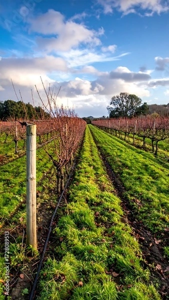 Fototapeta Vineyard rows under a cloudy sky