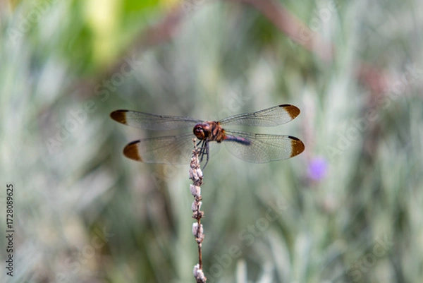 Obraz dragonfly on a branch