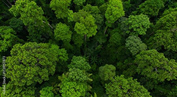 Fototapeta Aerial View of Lush Green Forest with Dense Canopy of Tall Trees