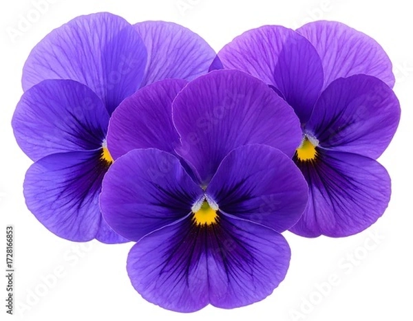 Fototapeta Radiant violet pansies in a delicate floral arrangement