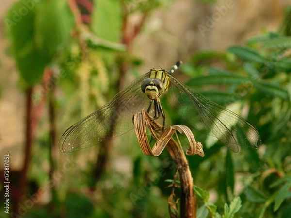 Obraz beautiful dragonfly on a tree leaf 