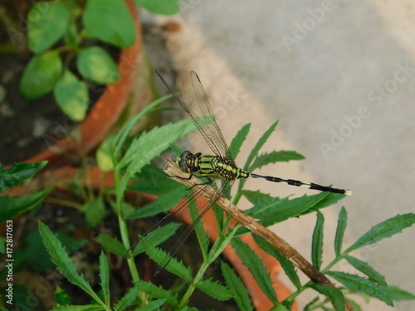 Obraz beautiful dragonfly on a tree leaf 