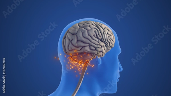 Fototapeta Cerebellum Anatomy Showing Balance and Coordination Function