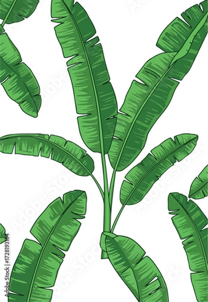 Obraz Green banana leaves pattern on white background tropical plant design.