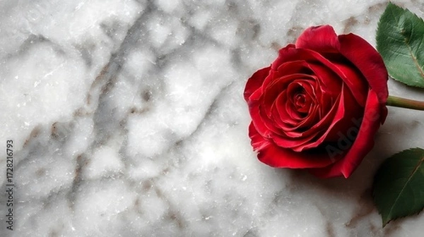 Fototapeta Single red rose on smooth white marble with soft shadow, 70% blank space ideal for romantic posters, Valentine’s banners, love-themed advertising, and elegant floral decoration concepts.