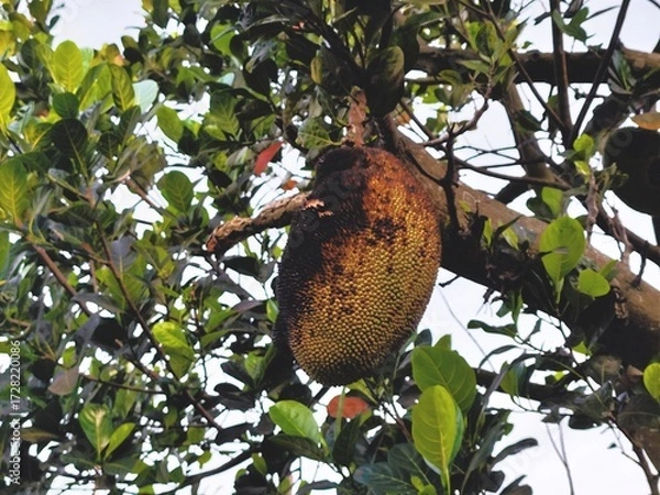 Fototapeta Eye Level Detailed Jackfruit Hanging on Tree Branch with Green Leaves