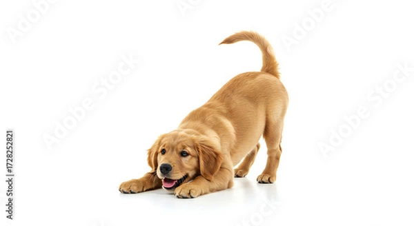 Fototapeta An Invitation to Play: Energetic Puppy in a Play Bow Pose