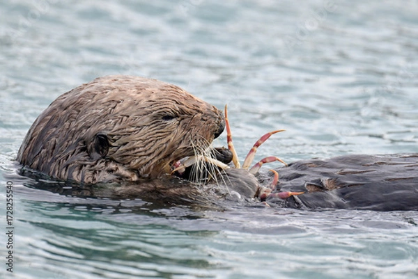 Fototapeta A Northern Sea Otter (Enhydra lutris kenyoni) enjoys a crab feast while floating in Alaska's Resurrection Bay.