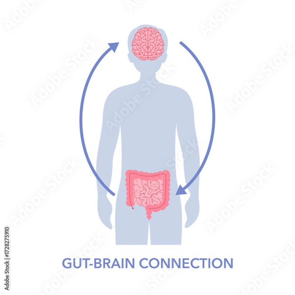 Fototapeta Gut brain connection concept. Signals from brain to digestive tract in male silhouette vector illustration