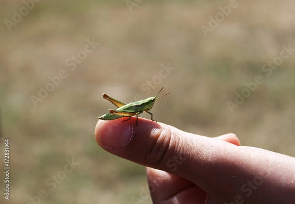 Obraz Guardarsi con un grillo