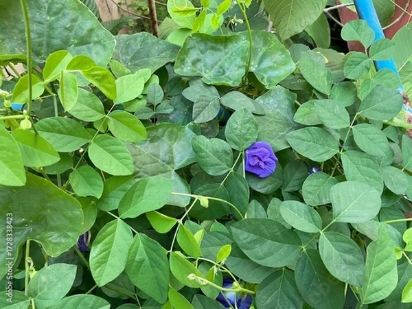 Fototapeta close-up of a stunning Butterfly Pea flower, showcasing its deep indigo and velvet petals against a dense background of healthy, bright green foliage. The natural light highlights the flower's distinc