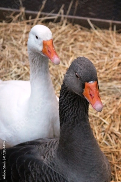 Obraz Oies blanche et noire