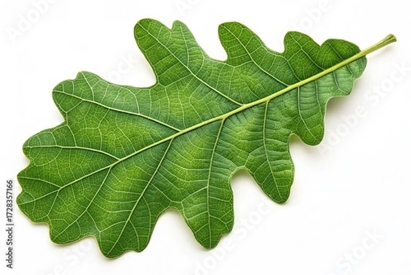 Obraz Green oak on white background