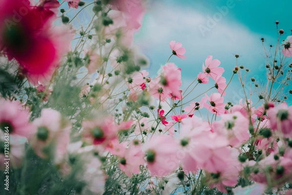 Obraz pink cosmos flowers