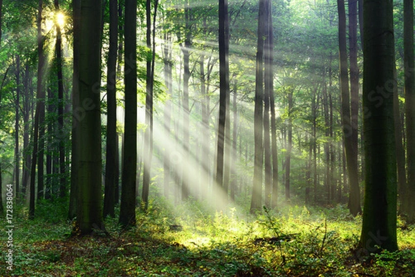 Obraz Morning in the forest