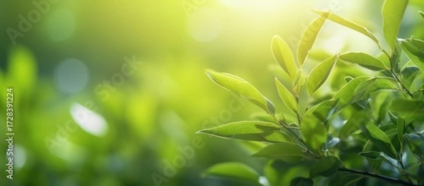 Fototapeta high-resolution, stunning, lush, vibrant, macro, close-up, shallow depth of field, soft, dreamy, natural, verdant, foliage, leaves, botanicals, nature, natural lighting, ethereal, serene, calming
