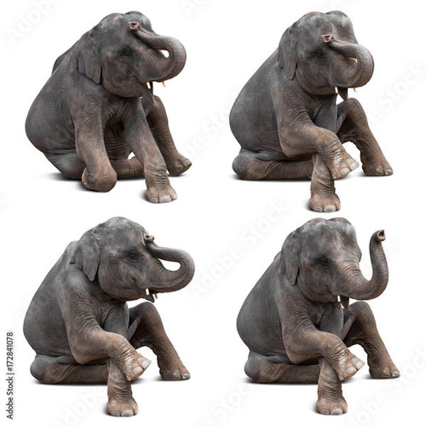 Obraz Baby elephant isolated