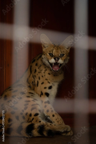 Obraz portrait of a cat