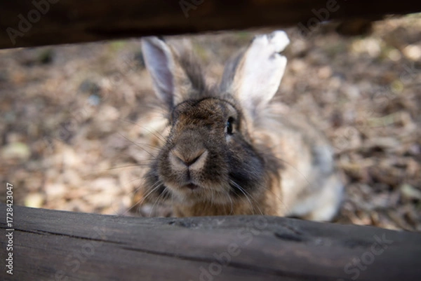 Obraz rabbit in the garden