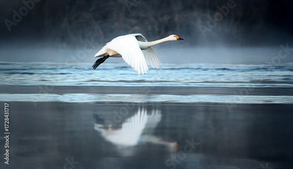 Obraz 水面を低空で飛ぶコハクチョウの横姿