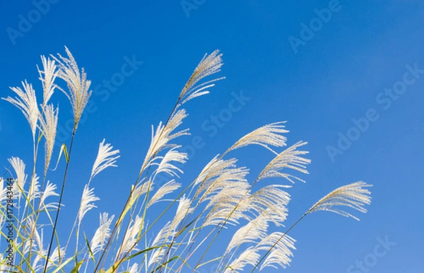 Obraz 秋　草　空　素材