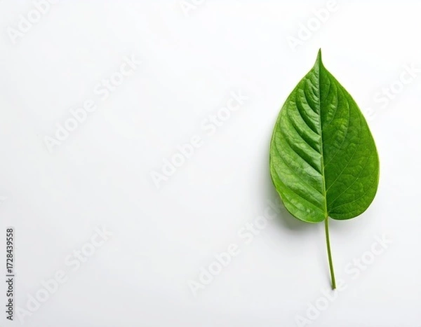 Fototapeta Single vibrant green leaf on a plain white background, minimal composition