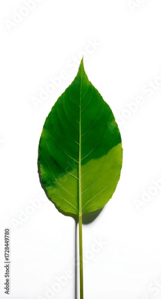 Fototapeta Green Leaf Macro Portrait