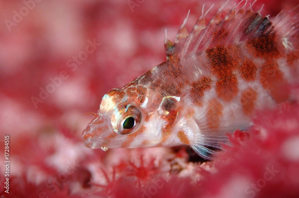 Obraz Bueschelbarsch