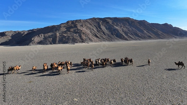 Fototapeta Bactrian camels walking across a desert in Mongolia towards the mountains.