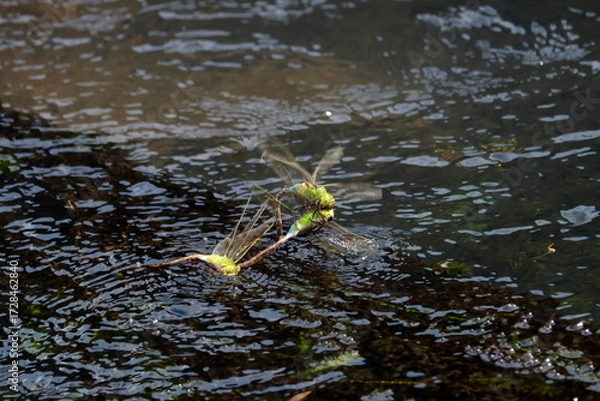 Obraz 争うギンヤンマ