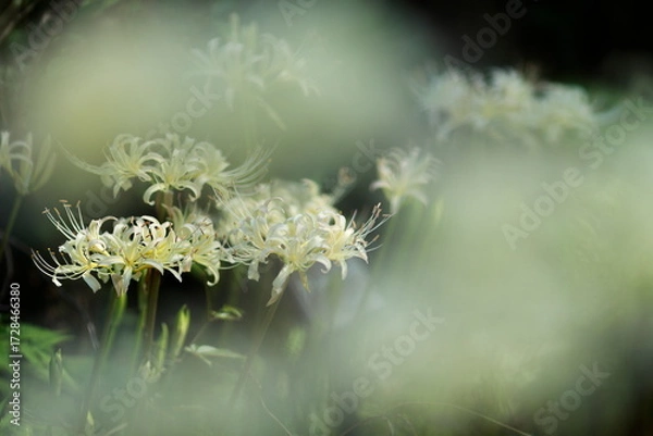 Obraz 白い彼岸花