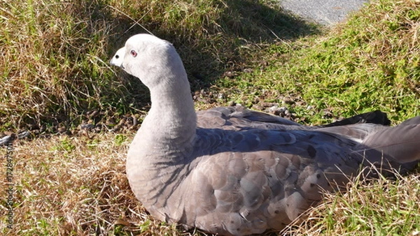 Obraz goose on the grass