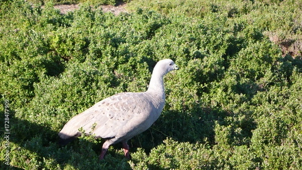 Obraz white goose on the grass