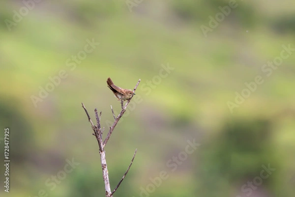 Obraz Broad-tailed Grassbird (Schoenicola platyurus)— A fleeting whisper of monsoon grass, gone before the eye can follow.