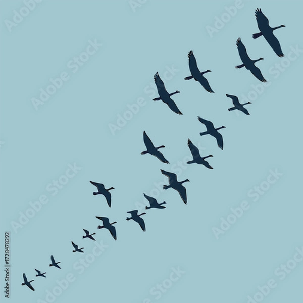 Fototapeta Flock of geese flying in formation against a clear blue sky, creating a sense of migration and freedom
