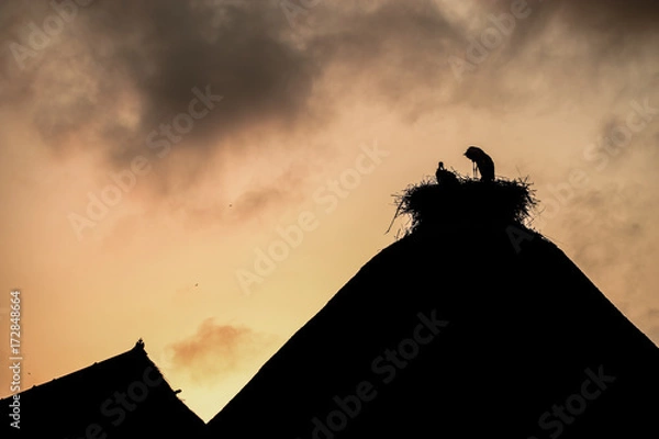 Obraz Nature and structures