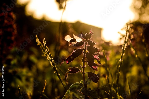 Obraz Caught in action