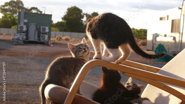 Obraz cat on the rocking chair