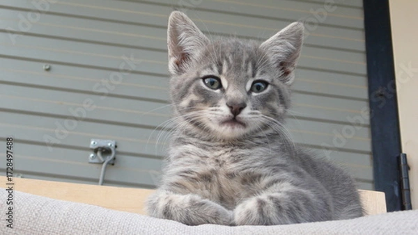 Obraz cat on the rocking chair